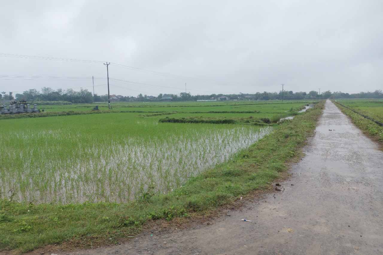 Nhiều hộ dân vẫn gieo, cấy lúa trên diện tích đã thu hồi để triển khai dự án Khu Công nghiệp Bắc Thạch Hà ở thôn Hòa Bình, xã Việt Tiến. Ảnh: Trần Tuấn. 