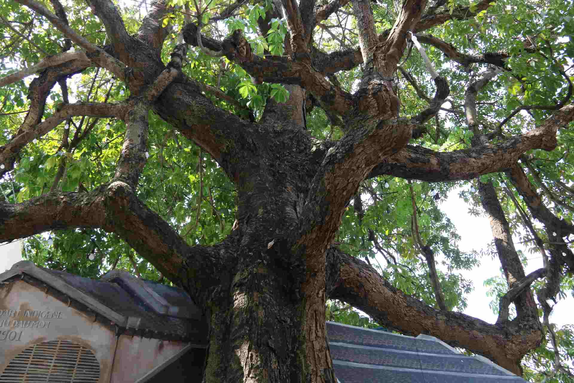 Cây trôm vốn rất bình dị, nằm ở ria đường Bạch Đằng (bên bờ sông Sài Gòn), bình thường ít ai chú ý. Điều khiến dư luận quan tâm này là thông tin cây trôm có tuổi đời lên đến 150 năm và vừa được công nhận là cây di sản Việt Nam.