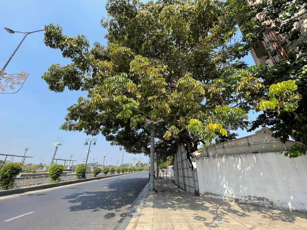 Đáng chú ý, cách đây vài năm dự án làm đường Bạch Đằng ven sông Sài Gòn  được thực hiện. Vỉa hè đường theo thiết kế sẽ vượt qua cây Trôm mõ. Khi đó, nhà trường đã tính đến việc bảo vệ cây, đề xuất đến các cơ quan thay vì vỉa hè 4m, thì chỉ làm vỉa hè 2m thôi để không ảnh hưởng đến cây. Rất may, thành phố đã tiếp nhận thông tin và giành không gian để cây tồn tại cho đến này nay. 