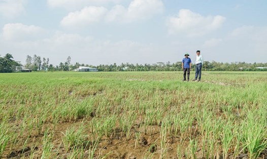 Những cánh đồng lúa Đông Xuân muộn trên địa bàn huyện Long Phú (Sóc Trăng) đang chết do thiếu nước ngọt. Ảnh: Phương Anh