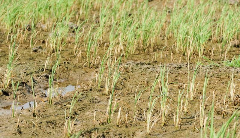 Ruộng cạn nước và cây lúa đang chết dần. Ảnh: Phương Anh