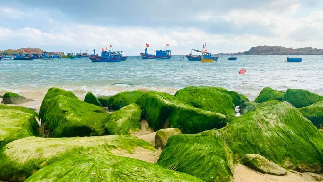 Những bãi đá, kè đá, kẽ đá, thoạt đầu còn lốm đốm xanh, một ngày đẹp trời bỗng phủ kín rêu sum suê như tóc, như mây. Ảnh: Dũng