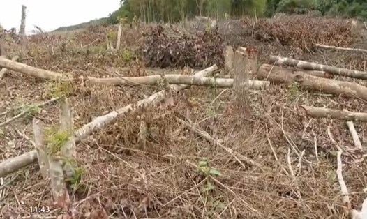 Một số người dân xã Mai Sơn, huyện Tương Dương (Nghệ An) đã phá khoảng 0,6 ha rừng sản xuất để trồng sắn. Ảnh: Hải Đăng