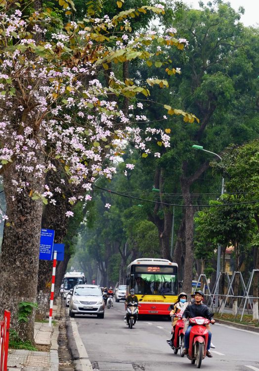 Hoa ban nở trên phố Hoàng Diệu cuốn hút những ánh nhìn người qua đường.