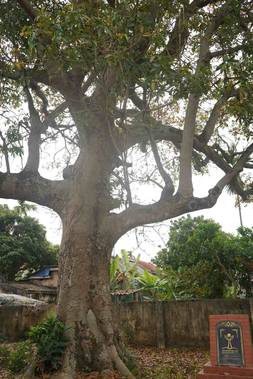 Ngày 4/9/2013, Hội bảo vệ thiên nhiên và môi trường Việt Nam đã có quyết định công nhận cây Trôm (có tên khoa học là Sterculia foetidaL) trong quần thể di tích lịch sử văn hóa Đình, Miếu xã Nghĩa Lộ là cây di sản Việt Nam. Đây là cây xanh đầu tiên trên địa bàn huyện được công nhận là cây di sản.