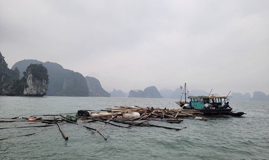 Ngư dân phá dỡ lồng bè nuôi trồng thủy sản trên vịnh Hạ Long rồi cho thả trôi luôn trên vịnh. Ảnh: Nguyễn Hùng