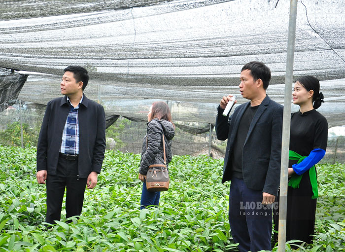 Theo tìm hiểu, hiện nay huyện Văn Yên có khoảng 57.000 ha diện tích trồng quế, là địa phương trồng loại cây này lớn nhất của tỉnh Yên Bái và là thủ phủ quế lớn nhất của khu vực Tây Bắc. 