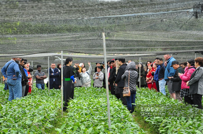 Đến vựa quế lớn nhất của tỉnh Yên Bái, du khách sẽ được tham quan, trải nghiệm những cây quê giống tại vườn ươm. Từ đó có cái nhìn cụ thể hơn về những thành phẩm quế trên thị trường. 