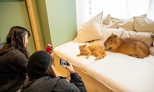 Quán cà phê Capy Neko là “thiên đường' dành cho du khách yêu động vật. Ảnh: Capyneko.cafe