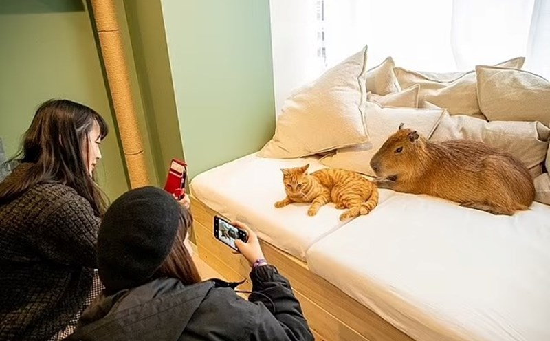 Quán cà phê Capy Neko là “thiên đường' dành cho du khách yêu động vật. Ảnh: Capyneko.cafe