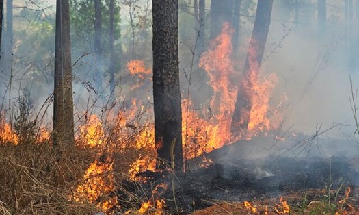 Hiện nay, cấp dự báo cháy rừng ở Đắk Nông đang là cấp IV (cấp nguy hiểm) và cấp V (cấp cực kỳ nguy hiểm). Ảnh: Phan Tuấn