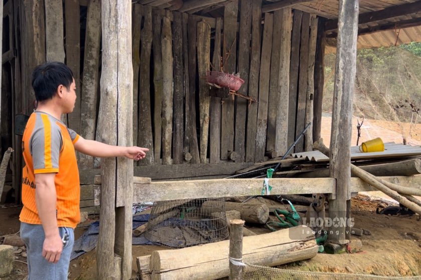 Gần 4 tháng nay chưa nhận được trâu giống, chuồng trại người dân biến thành chất đồ đạc tạm bợ. Ảnh: Việt Bắc.