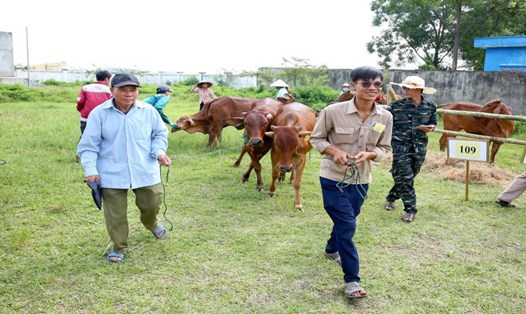 Trao bò hỗ trợ cho các hộ nghèo, hộ cận nghèo trên địa bàn tỉnh Ninh Bình. Ảnh: Nguyễn Trường