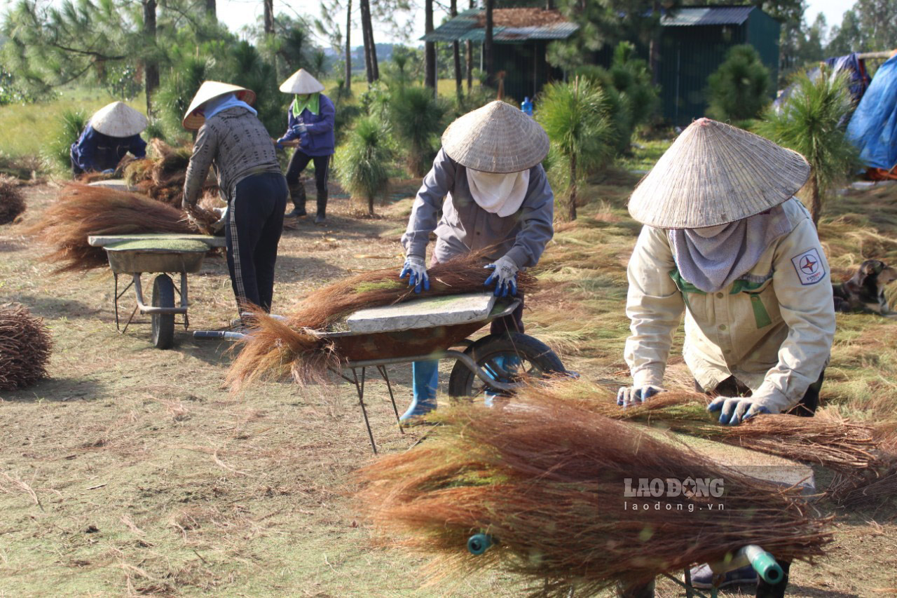 Người nông dân phải ôm từng bó rễ đập mạnh nhiều lần rồi lăn đi lăn lại trên miếng đá phẳng để rụng sạch lá xanh.