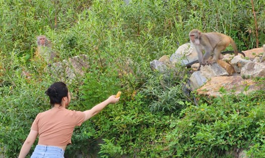 Nhiều người dân, du khách vẫn vô tư cho khỉ ăn ở Sơn Trà. Ảnh: Thùy Trang