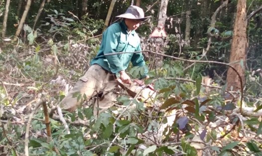 Hiện trường vụ cưa rừng trái phép tại huyện Kon Plông (tỉnh Kon Tum). Ảnh: PH