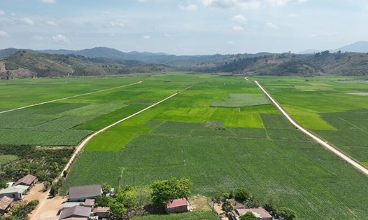 Nhờ chủ động khắc phục điểm yếu ở các trạm bơm nên ruộng đồng ở xã Ea Rbin không bị thiếu nước tưới trong mùa khô. Ảnh: Phan Tuấn