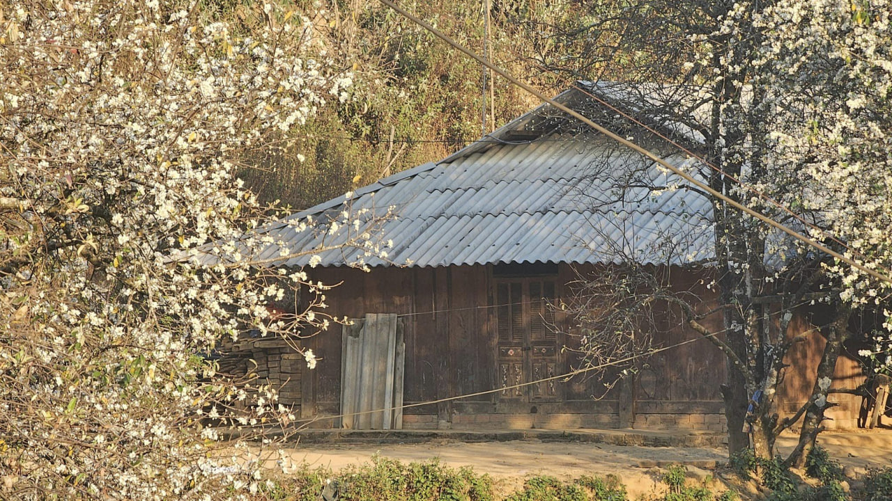 Bản Nậm Nghiệp mới phát triển du lịch nên nhà nghỉ không nhiều, vào mùa hoa táo mèo nở thường xuyên hết phòng. Du khách có thể ngủ nhờ nhà người dân làm du lịch và nhờ họ nấu ăn với chi phí khá rẻ. Để có một chuyến săn hoa táo mèo thành công, du khách nên xem thời tiết trước khi đến, mang theo quần áo ấm. Ảnh: Nhân vật cung cấp