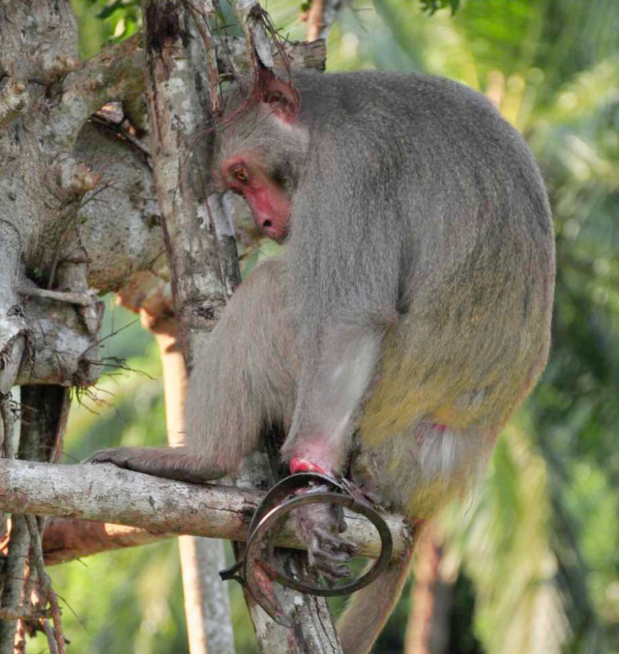 Hàng trăm bẫy kẹp cài khắp rừng Sơn Trà. Ảnh: Nguyễn Hoàng
