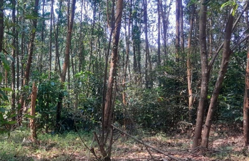 Một diện tích đất rừng được trồng rừng sản xuất theo dạng liên doanh với doanh nghiệp tại huyện Vĩnh Linh. Ảnh: Hưng Thơ.