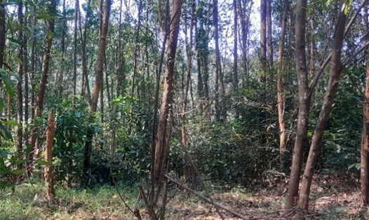 Một diện tích đất rừng được trồng rừng sản xuất theo dạng liên doanh với doanh nghiệp tại huyện Vĩnh Linh. Ảnh: Hưng Thơ.
