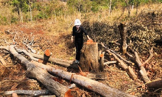Nhiều cây gỗ bị đốn hạ tại khu vực rừng trên địa bàn xã Kon Chiêng, huyện Mang Yang. Ảnh: Thanh Tuấn 