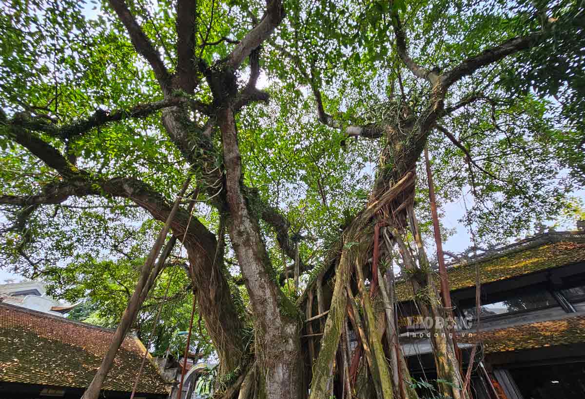 Cây Đa khoảng trên 150 năm tuổi, trước cửa chùa Cẩm Sơn Tự, thành phố Cẩm Phả được công nhận cây di sản Việt Nam. Ảnh: Đoàn Hưng