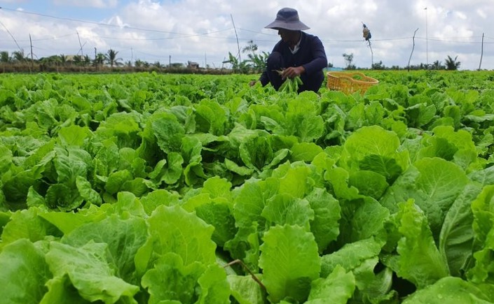 Người dân xã Vĩnh Trạch Đông, thành phố Bạc  Liêu sản xuất rau màu thay vì làm lúa vụ 3. Ảnh: Nhật Hồ