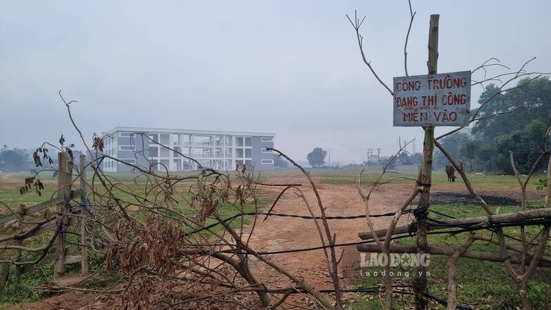 Khuôn viên dự án Trường THPT Lý Nam Đế thành bãi chăn bò. Ảnh: Lam Thanh