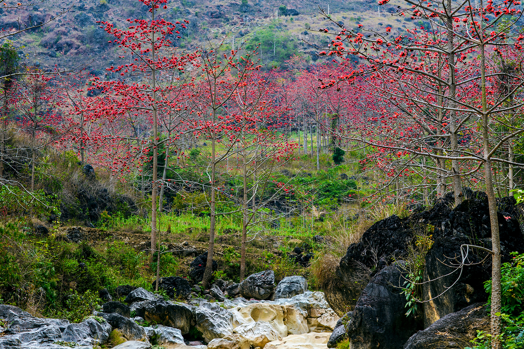 Cảnh sắc hoa gạo tháng 3 ở Hà Giang. Ảnh: Phạm Hưởng.