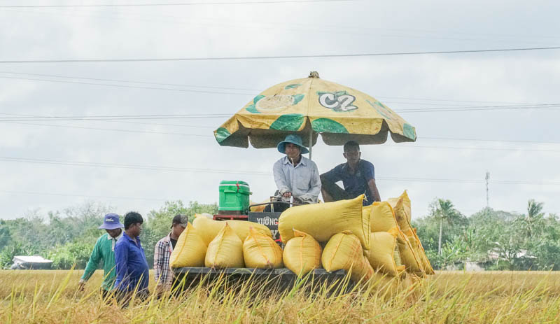 Giá lúa hiện đã bắt đầu tăng trở lại nhưng nông dân bán giá thấp vì đã nhận cọc từ trước. Ảnh: Phương Anh.