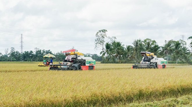 Giá lúa tăng trở lại nhưng nhiều nông dân vẫn bán với giá thấp