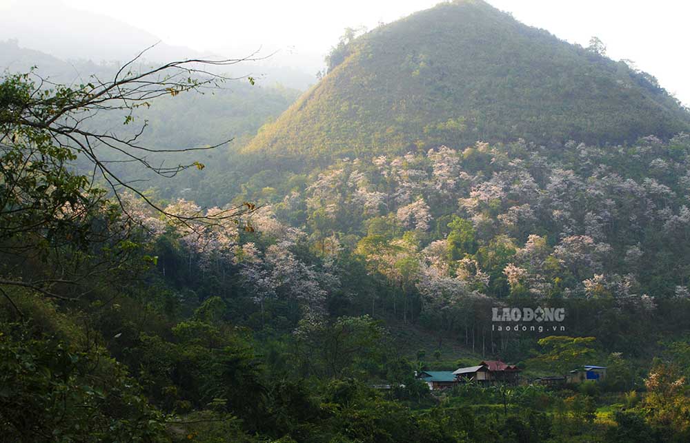 Hay những cánh rừng ban tại huyện Mường Chà, huyện Điện Biên, Điện Biên Đông và nhiều nơi khác.