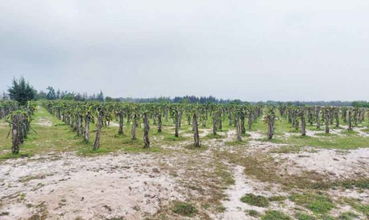 Dự án nông nghiệp công nghệ cao ở xã Thạch Văn trồng thanh long kém hiệu quả. Ảnh: Trần Tuấn.