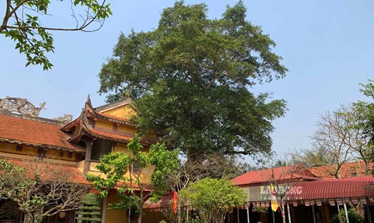 Cây gạo cổ thị tại chùa Ninh Cường (xã Trực Cường, huyện Trực Ninh, tỉnh Nam Định). Ảnh: Lương Hà