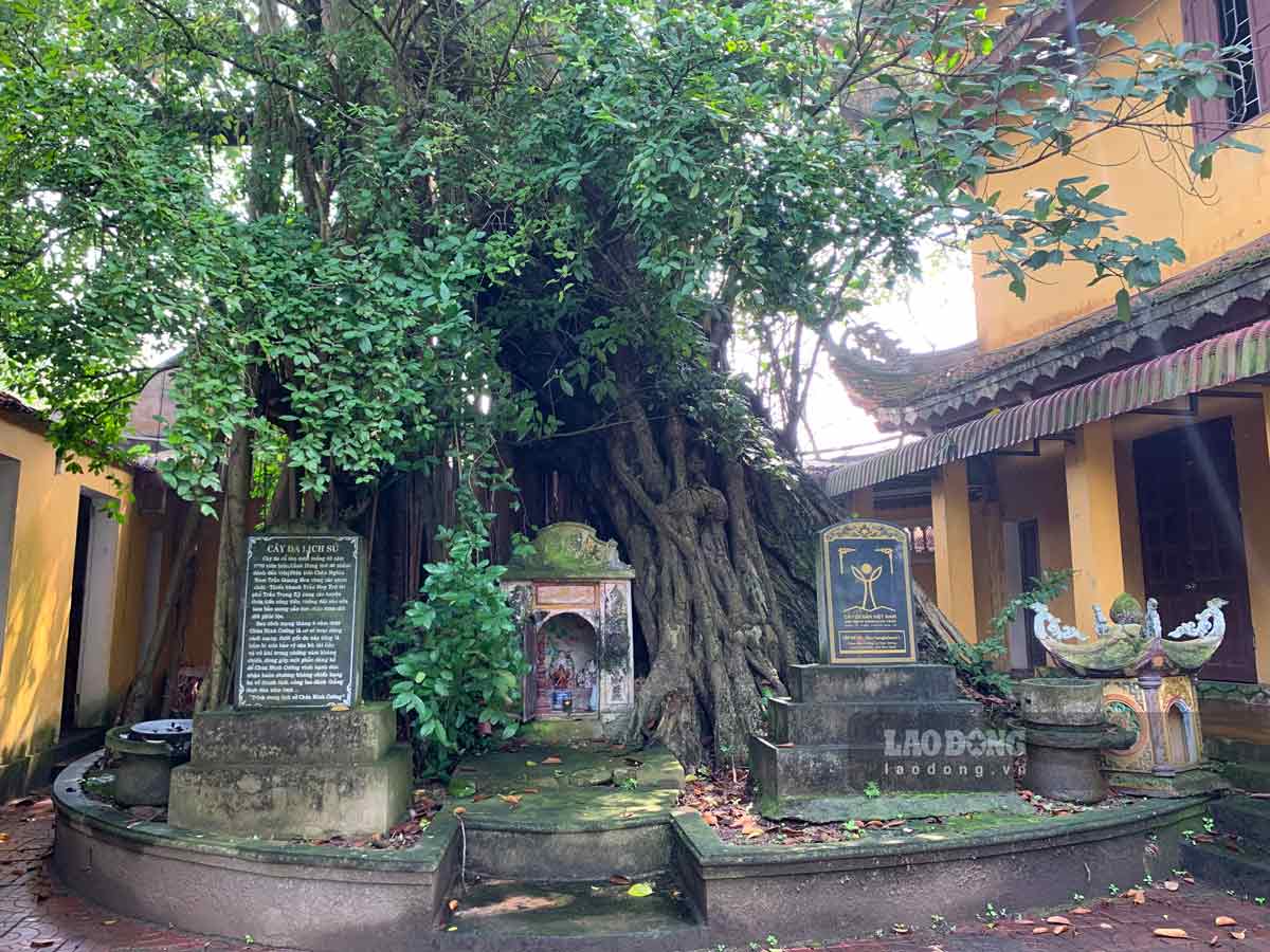 Năm 2015, cây đa lịch sử được đón nhận Quyết định và bằng công nhận Cây Di sản Việt Nam.