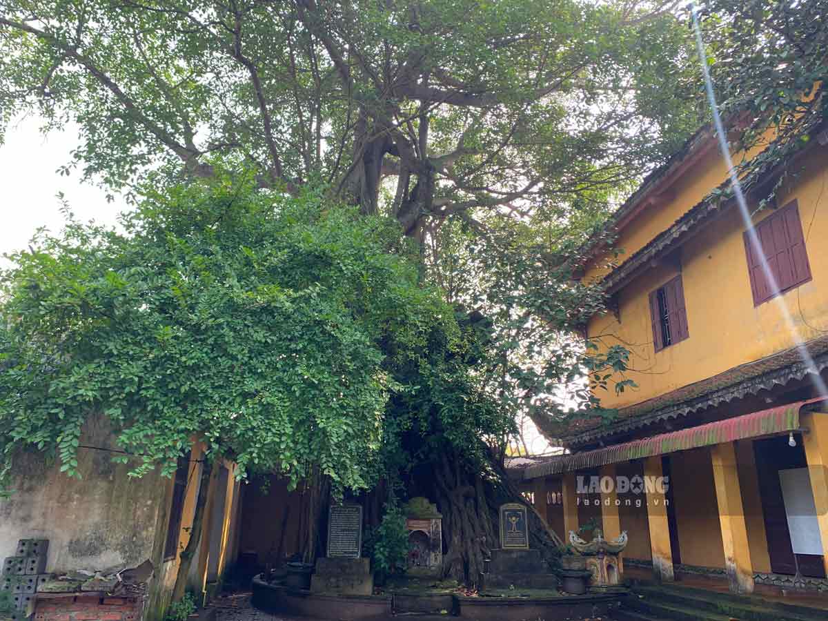 Tính đến nay, cây đa cổ thụ chùa Ninh Cường đã tồn tại được gần 300 năm tuổi.