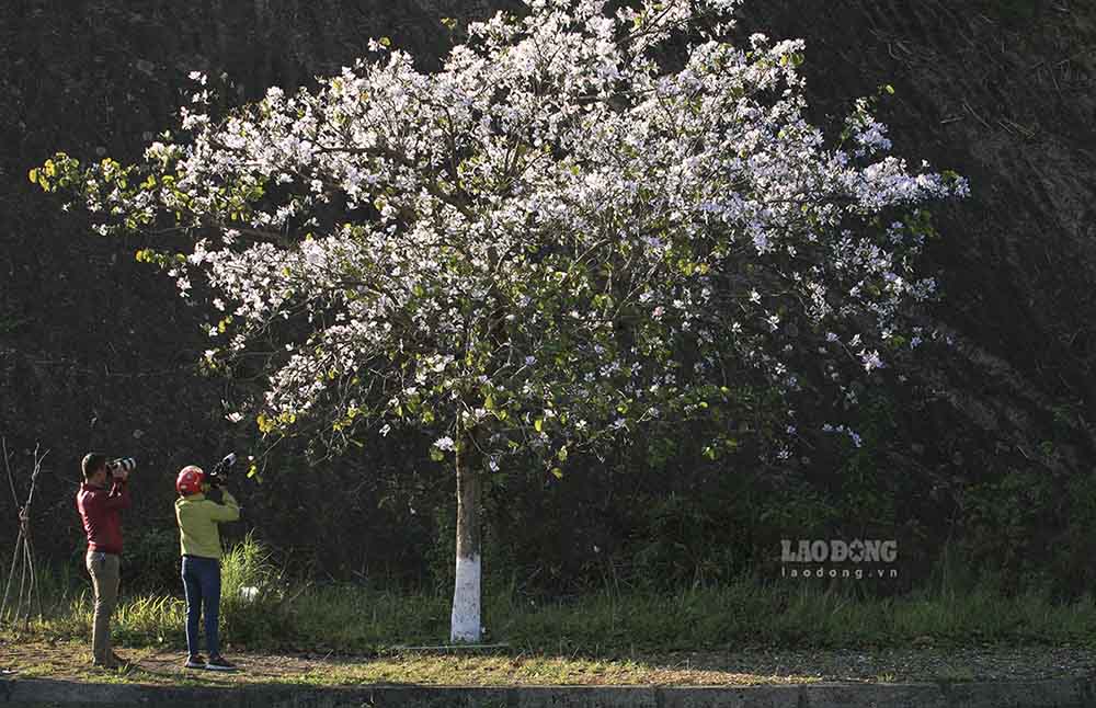 Tại khu vực Cửa khẩu Quốc tế Tây Trang, ngay khi bước chân vào địa phận Việt Nam, du khách quốc tế sẽ bắt gặp những cây hoa ban trắng muốt. Ảnh: Văn Thành Chương