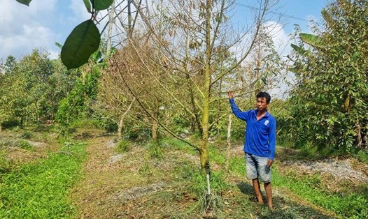 Khoảng 10ha trồng cây ăn trái của người dân phường Tân Hòa, TP Vĩnh Long, tỉnh Vĩnh Long thiệt hại nghiêm trọng do ngập nước vì vỡ bờ bao tạm. Ảnh: Hoàng Lộc.