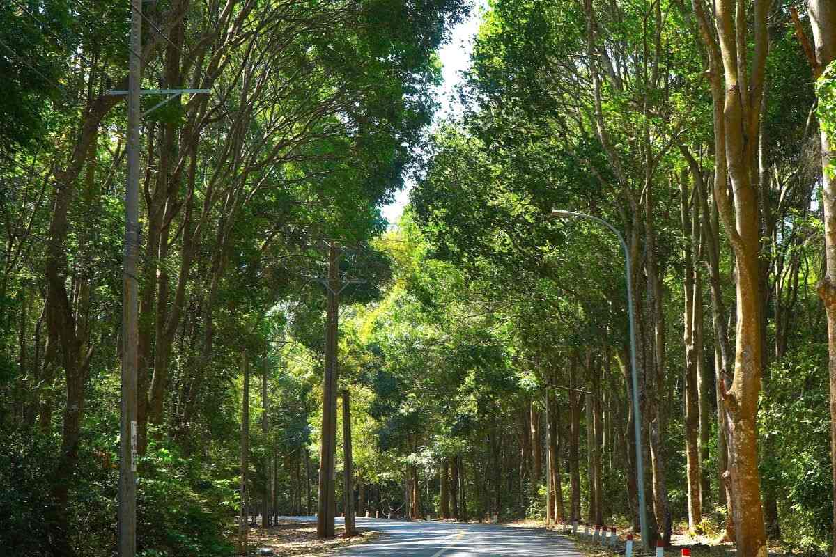 Một con đường quanh co chạy xuyên qua cánh rừng, được các tán cây che tạo ra không gian thoáng và mát mẻ. Ảnh: Bạch Long