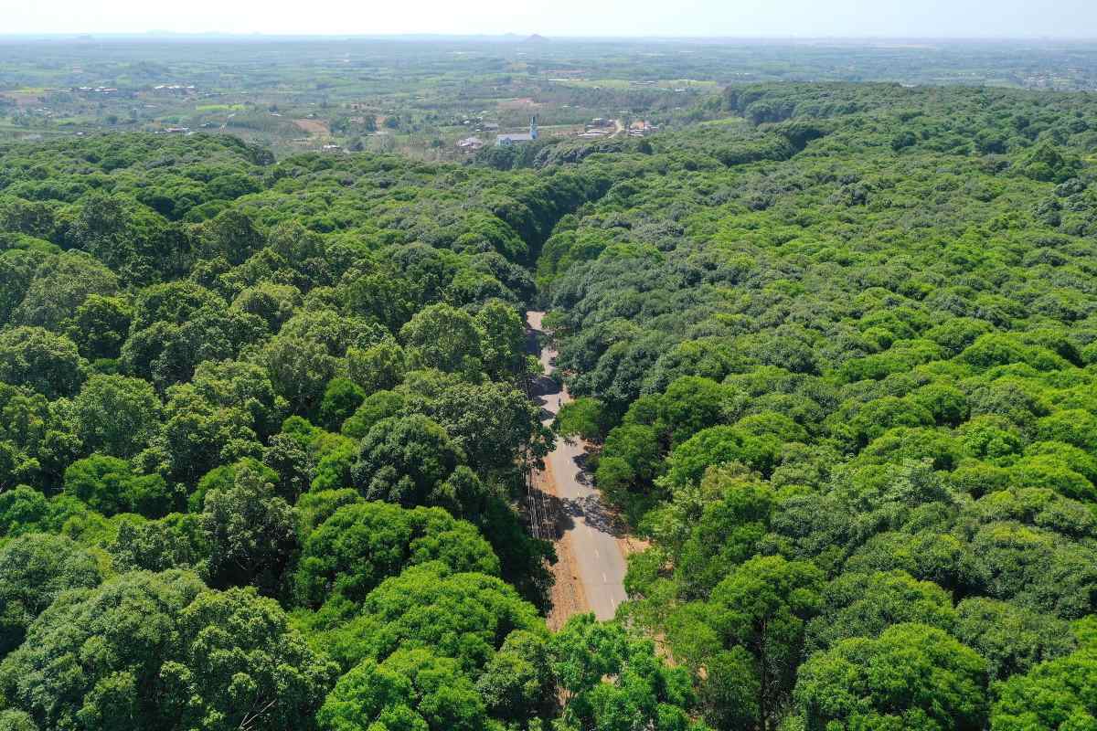 Trong mùa khô hạn giữa tháng 3.2024, nhiều khu vực đã trơ trụi lá nhưng cánh rừng phòng hộ trên địa bàn huyện Châu Đức vẫn giữ được màu xanh ngắt. 