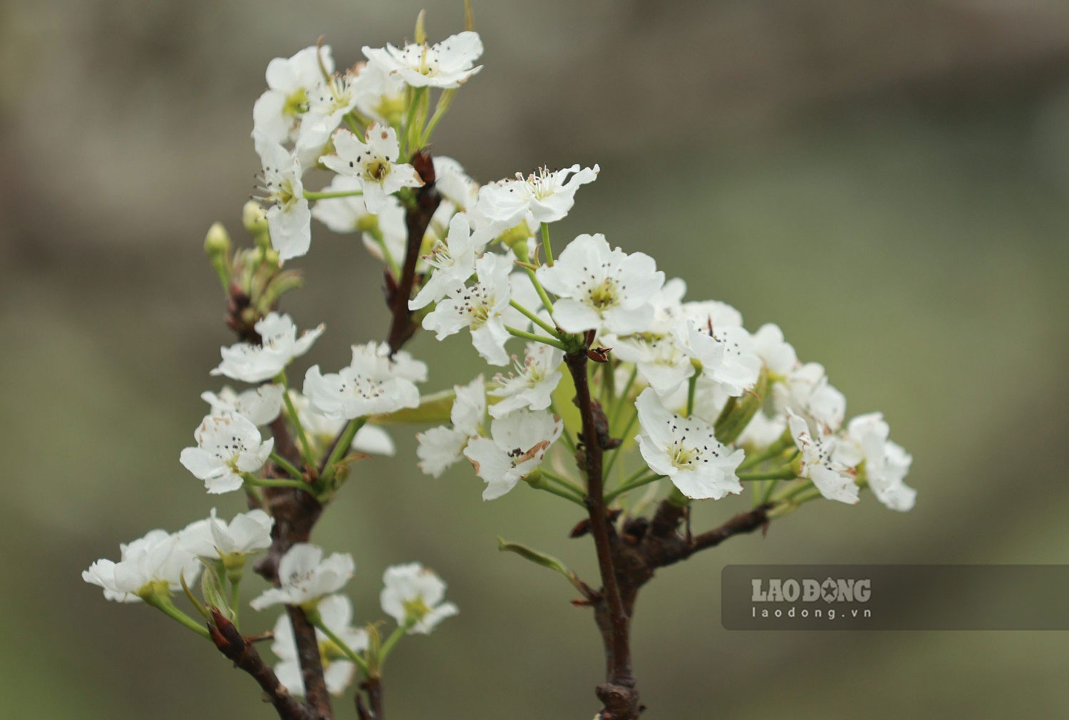 Nhìn kỹ, hoa lê bông to hơn hoa đào, có 5 cánh mỏng trắng muốt. Những bông hoa lê càng long lanh và quyến rũ hơn khi đọng lại các giọt sương trong suốt sau mỗi đêm.