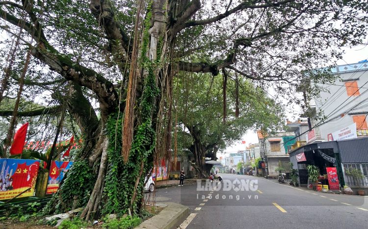 Cặp đại lão đa - đề hàng trăm năm tuổi là biểu tượng của xã Nam Hải (huyện Tiền Hải, tỉnh Thái Bình). Ảnh: Trung Du