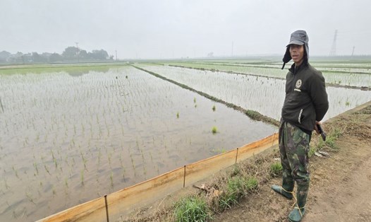 Hơn 40 mẫu ruộng trồng lúa của nông dân ở huyện Thái Thụy, tỉnh Thái Bình mới cấy bị ngập úng do ảnh hưởng bởi quá trình san lấp, xây dựng KCN Liên Hà Thái. Ảnh: Nam Hồng