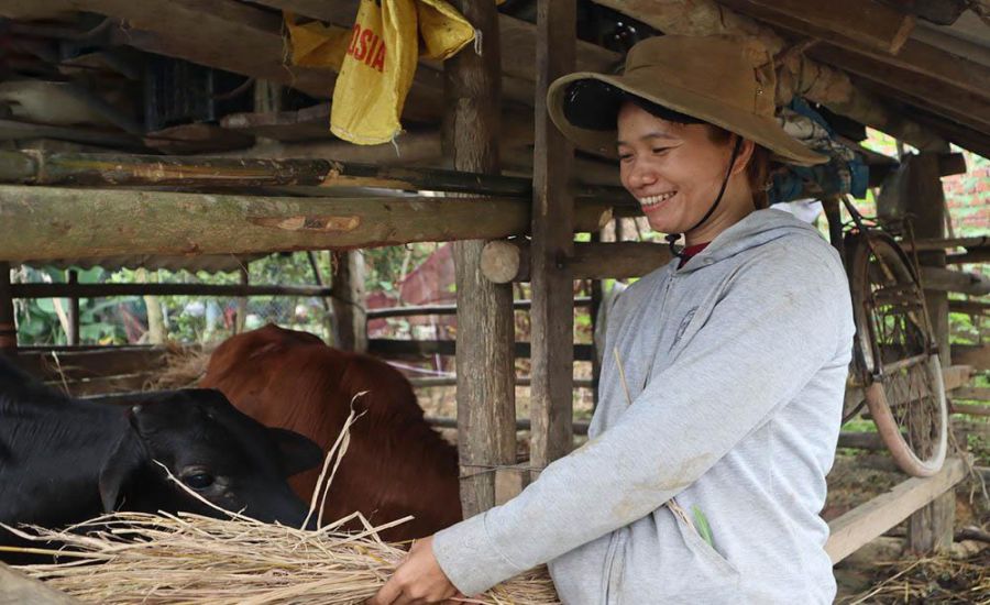 Từ nguồn vốn của chương trình, nhiều người dân miền núi ở Quảng Ngãi được hỗ trợ bò giống để phát triển kinh tế gia đình. Ảnh: Việt Cường