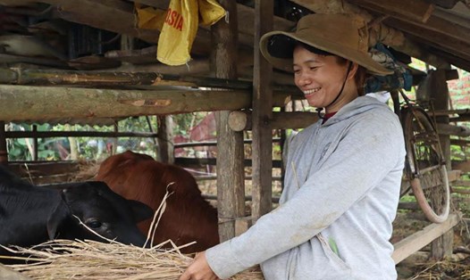 Từ nguồn vốn của chương trình, nhiều người dân miền núi ở Quảng Ngãi được hỗ trợ bò giống để phát triển kinh tế gia đình. Ảnh: Việt Cường