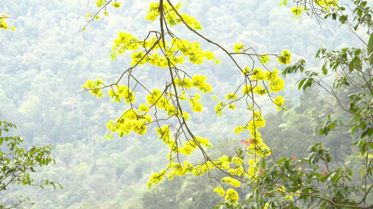  Sinh trưởng trên vùng đất thiêng, bên những vách đá cheo leo hoặc cạnh những con suối, nơi có khí hậu khắc nghiệt nhưng Mai vàng Yên Tử vẫn có tuổi thọ hàng trăm năm và vẫn nở rộ sắc xuân vào tháng 2 đến tháng 3 Âm lịch hàng năm. Ảnh: Nguyễn Hùng  