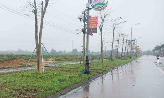 Hàng cây xanh được trồng ở đường Xô Việt Nghệ Tĩnh (Thành phố Hà Tĩnh). Ảnh: Trần Tuấn