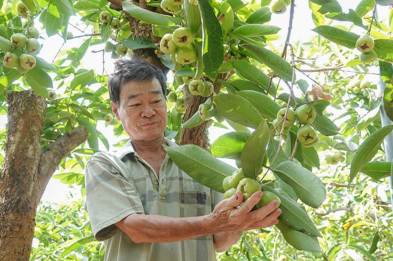Ông Huỳnh Việt Thống (tỉnh Sóc Trăng) bên vườn mận cổ 30 năm tuổi cho thu nhập gần cả tỉ đồng mỗi năm. Ảnh: Phương Anh