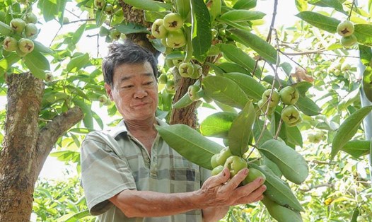 Ông Huỳnh Việt Thống (tỉnh Sóc Trăng) bên vườn mận cổ 30 năm tuổi cho thu nhập gần cả tỉ đồng mỗi năm. Ảnh: Phương Anh